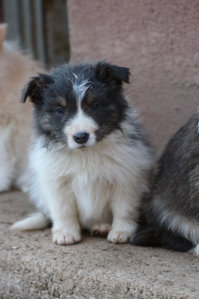 Herds Of Scotland - Chiot disponible  - Border Collie