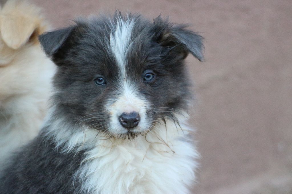 Herds Of Scotland - Chiot disponible  - Border Collie