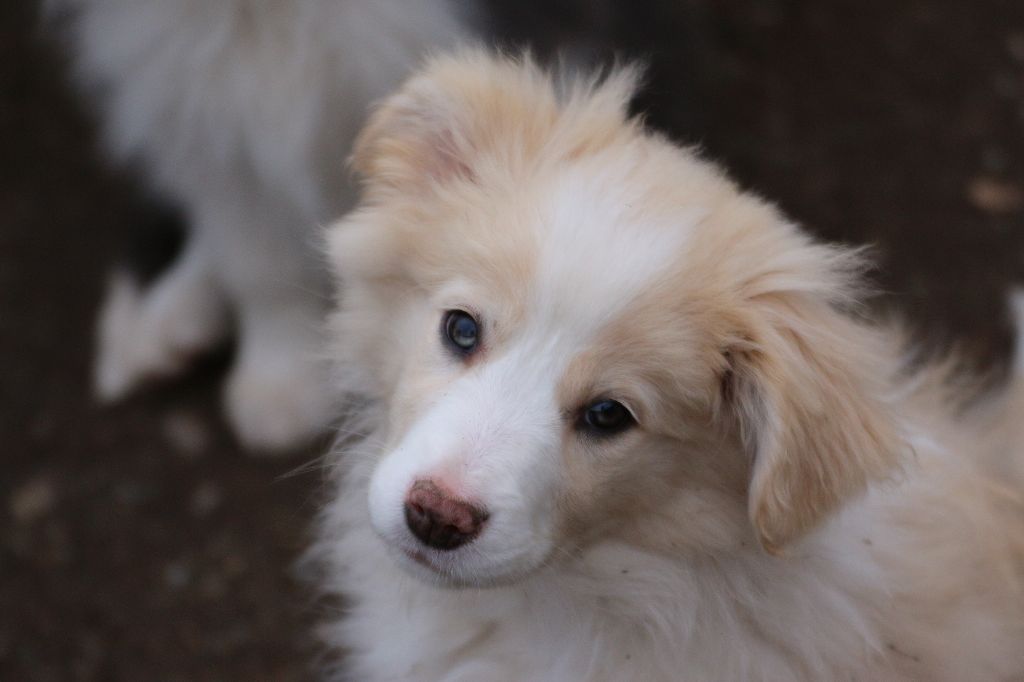 Herds Of Scotland - Chiot disponible  - Border Collie