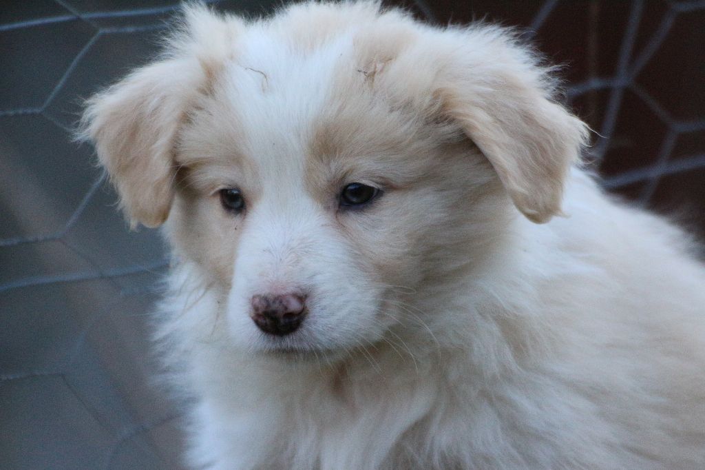 Herds Of Scotland - Chiot disponible  - Border Collie