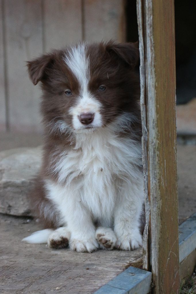 Herds Of Scotland - Chiot disponible  - Border Collie