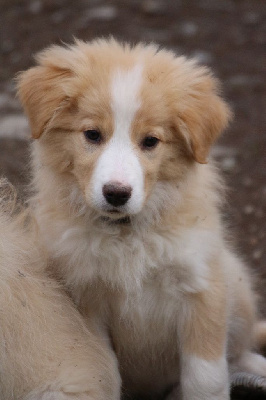 Herds Of Scotland - Border Collie - Portée née le 31/10/2024