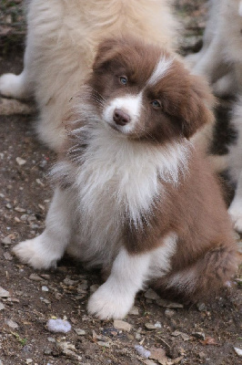 Herds Of Scotland - Border Collie - Portée née le 06/11/2024