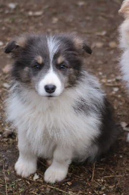 Herds Of Scotland - Border Collie - Portée née le 06/11/2024