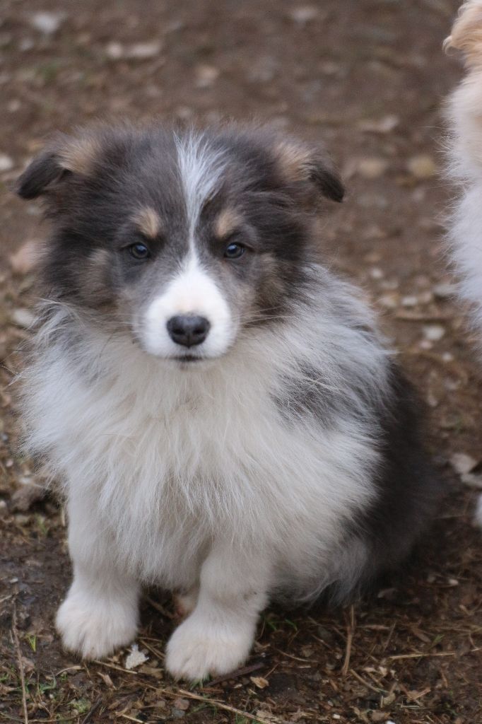 Herds Of Scotland - Chiot disponible  - Border Collie