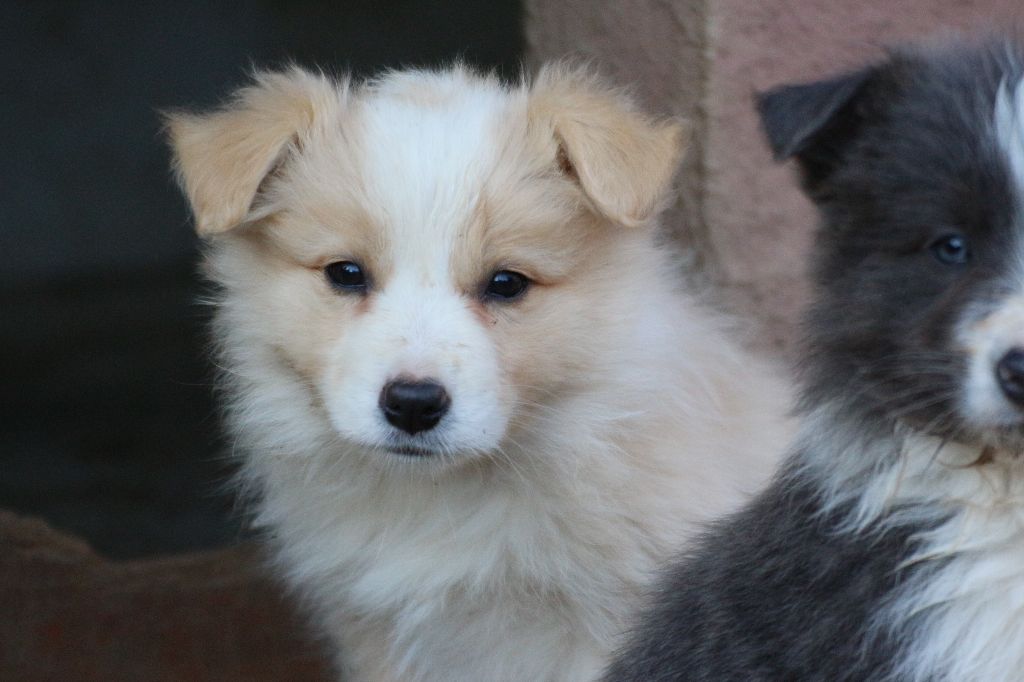 Herds Of Scotland - Chiot disponible  - Border Collie