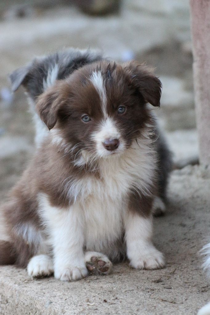 Herds Of Scotland - Chiot disponible  - Border Collie