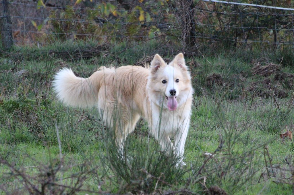 sparky dogs border collies Goldrake