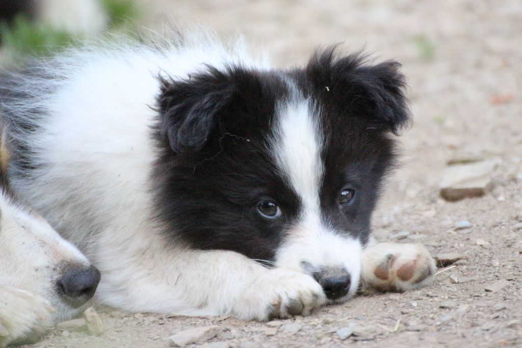 Herds Of Scotland - Chiots disponibles - Border Collie