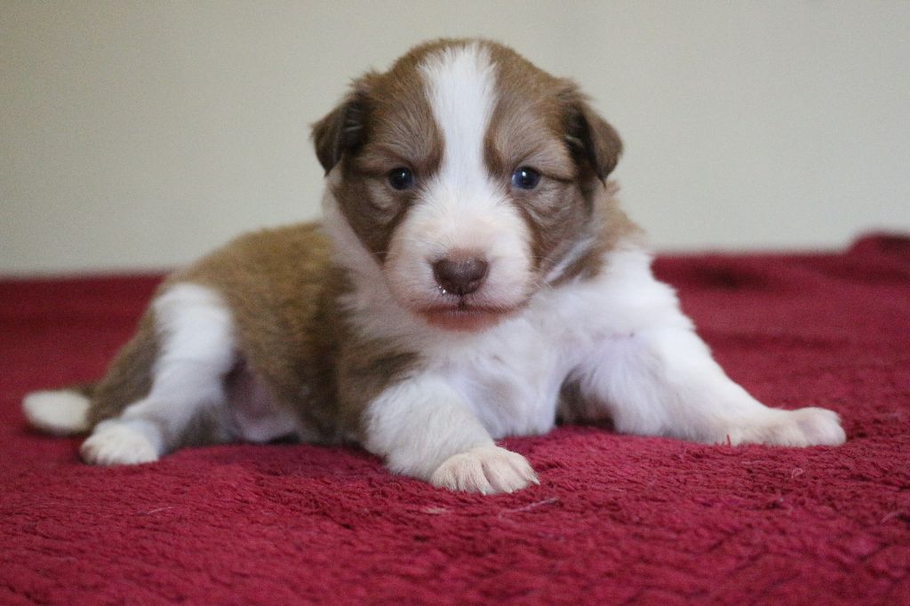 Herds Of Scotland - Chiots disponibles - Border Collie