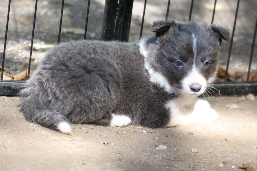 Herds Of Scotland - Chiots disponibles - Border Collie