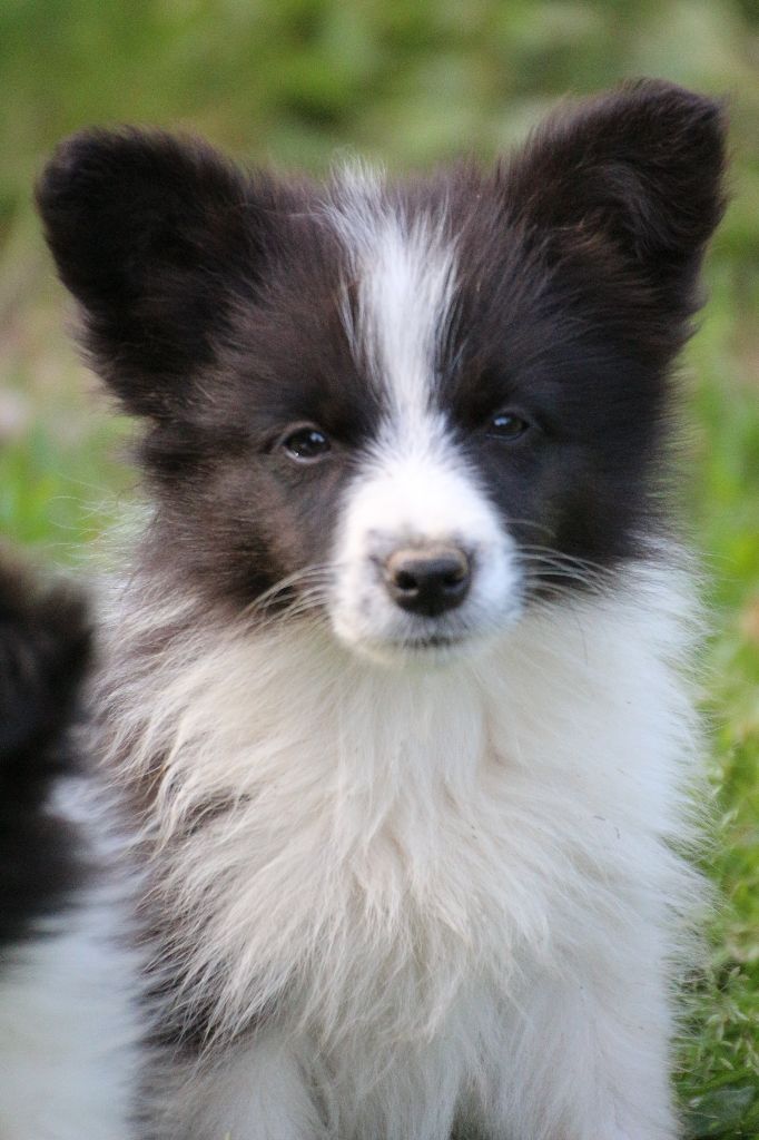 Herds Of Scotland - Chiots disponibles - Border Collie