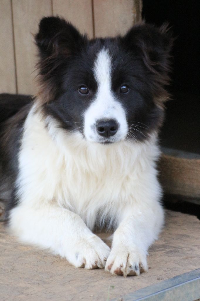 Herds Of Scotland - Chiots disponibles - Border Collie
