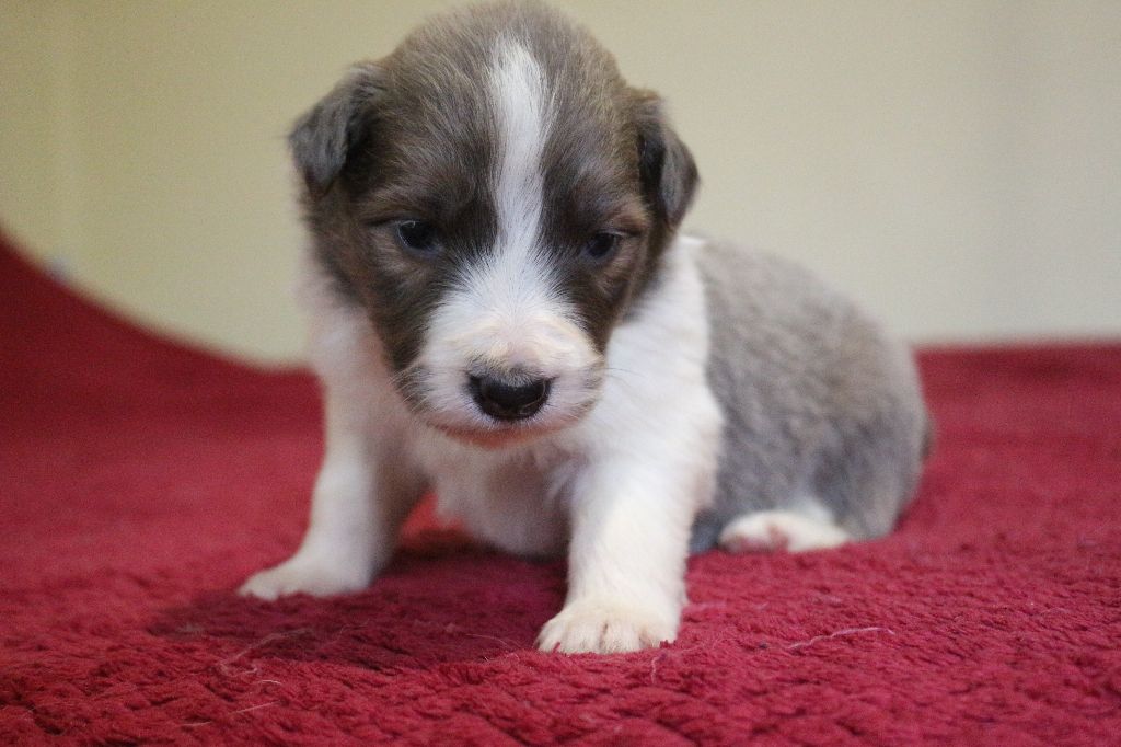 Herds Of Scotland - Chiots disponibles - Border Collie