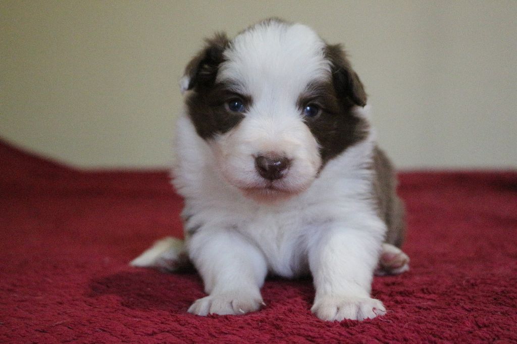 Herds Of Scotland - Chiots disponibles - Border Collie