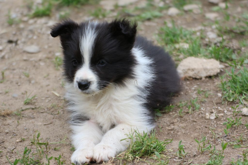Herds Of Scotland - Chiots disponibles - Border Collie
