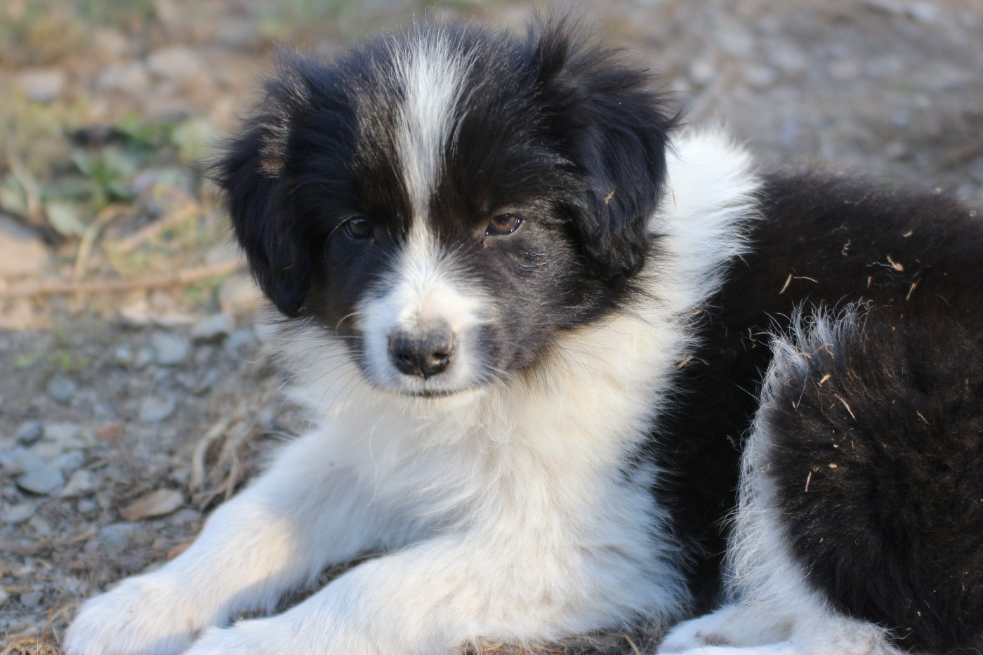 Herds Of Scotland - Chiots disponibles - Border Collie