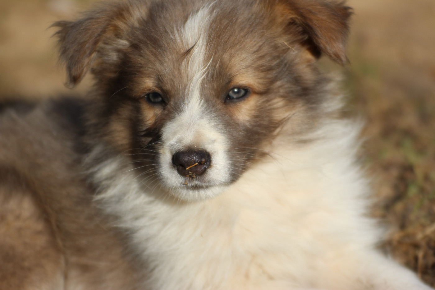 Herds Of Scotland - Chiots disponibles - Border Collie