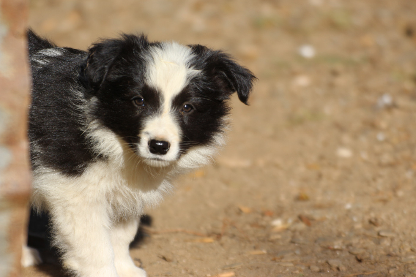 Herds Of Scotland - Chiots disponibles - Border Collie
