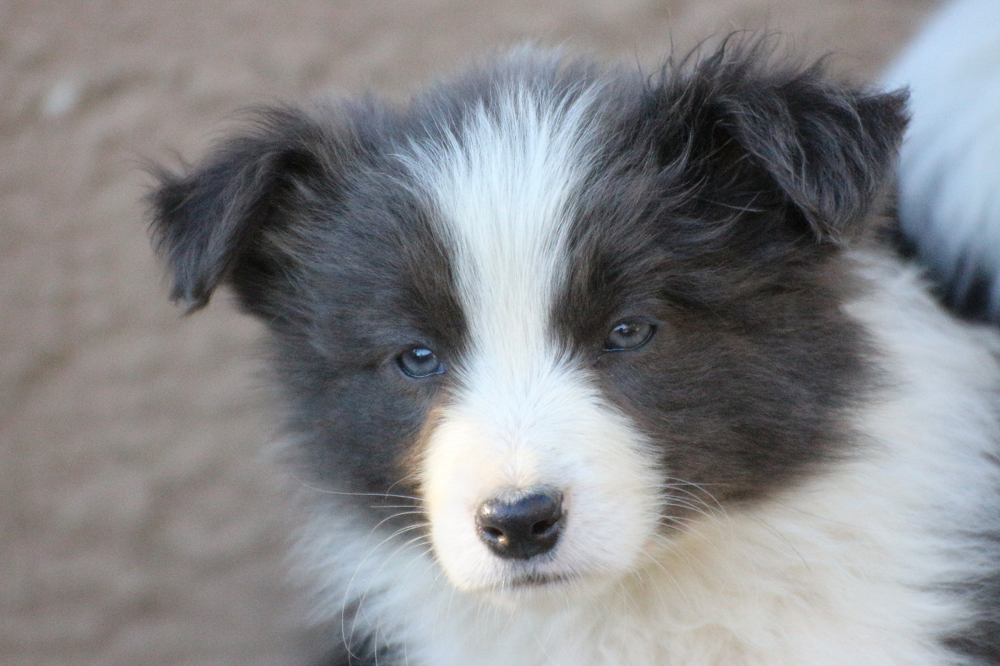 Herds Of Scotland - Chiots disponibles - Border Collie