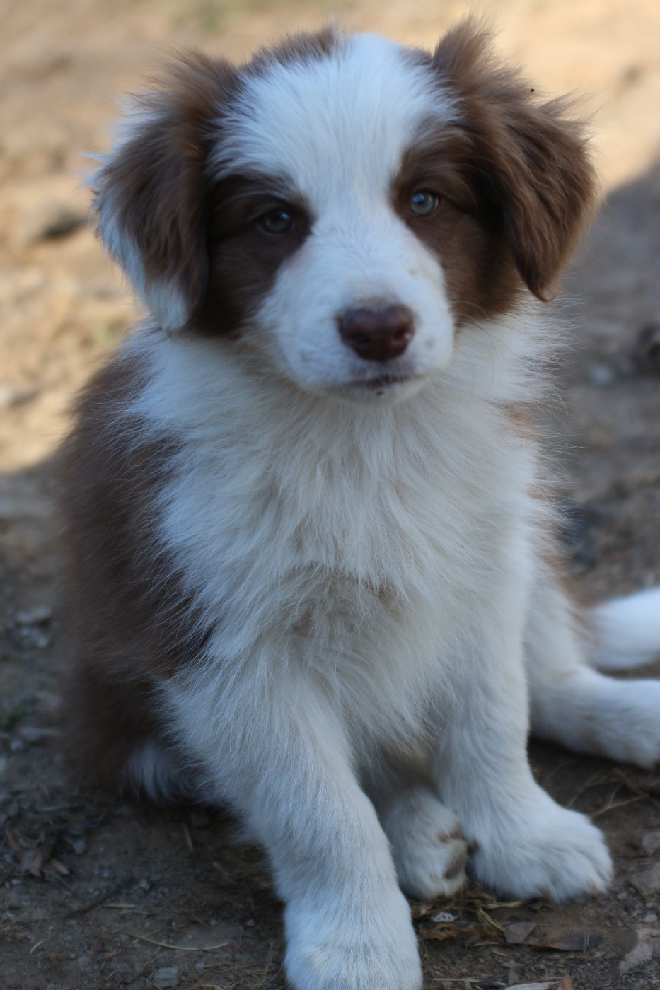 Herds Of Scotland - Chiots disponibles - Border Collie