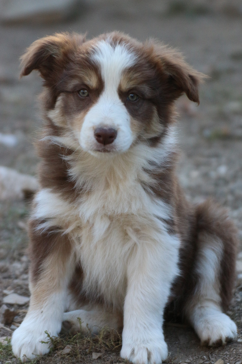 Herds Of Scotland - Chiots disponibles - Border Collie