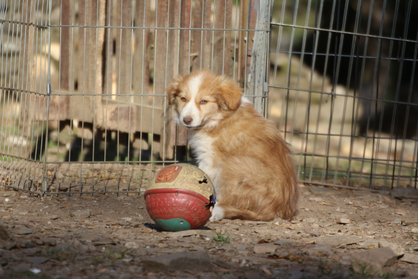 Herds Of Scotland - Chiots disponibles - Border Collie