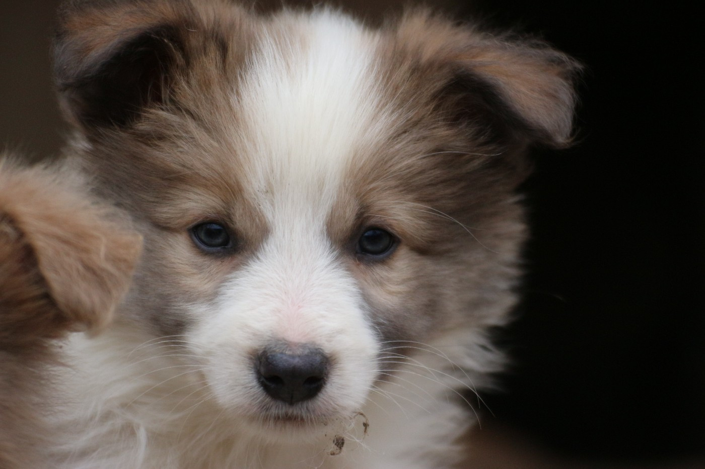 Herds Of Scotland - Chiots disponibles - Border Collie