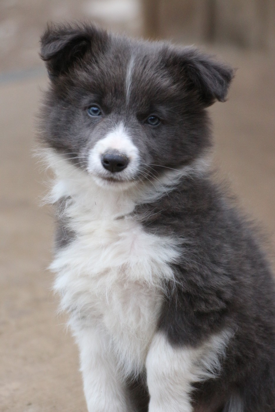 Herds Of Scotland - Chiots disponibles - Border Collie