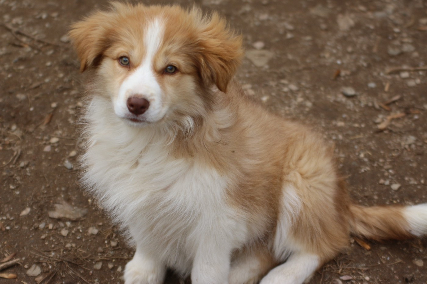 Herds Of Scotland - Chiots disponibles - Border Collie