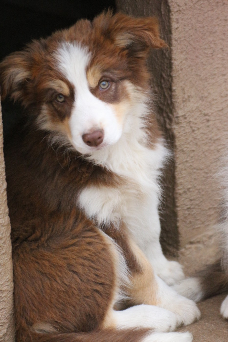 Herds Of Scotland - Chiots disponibles - Border Collie