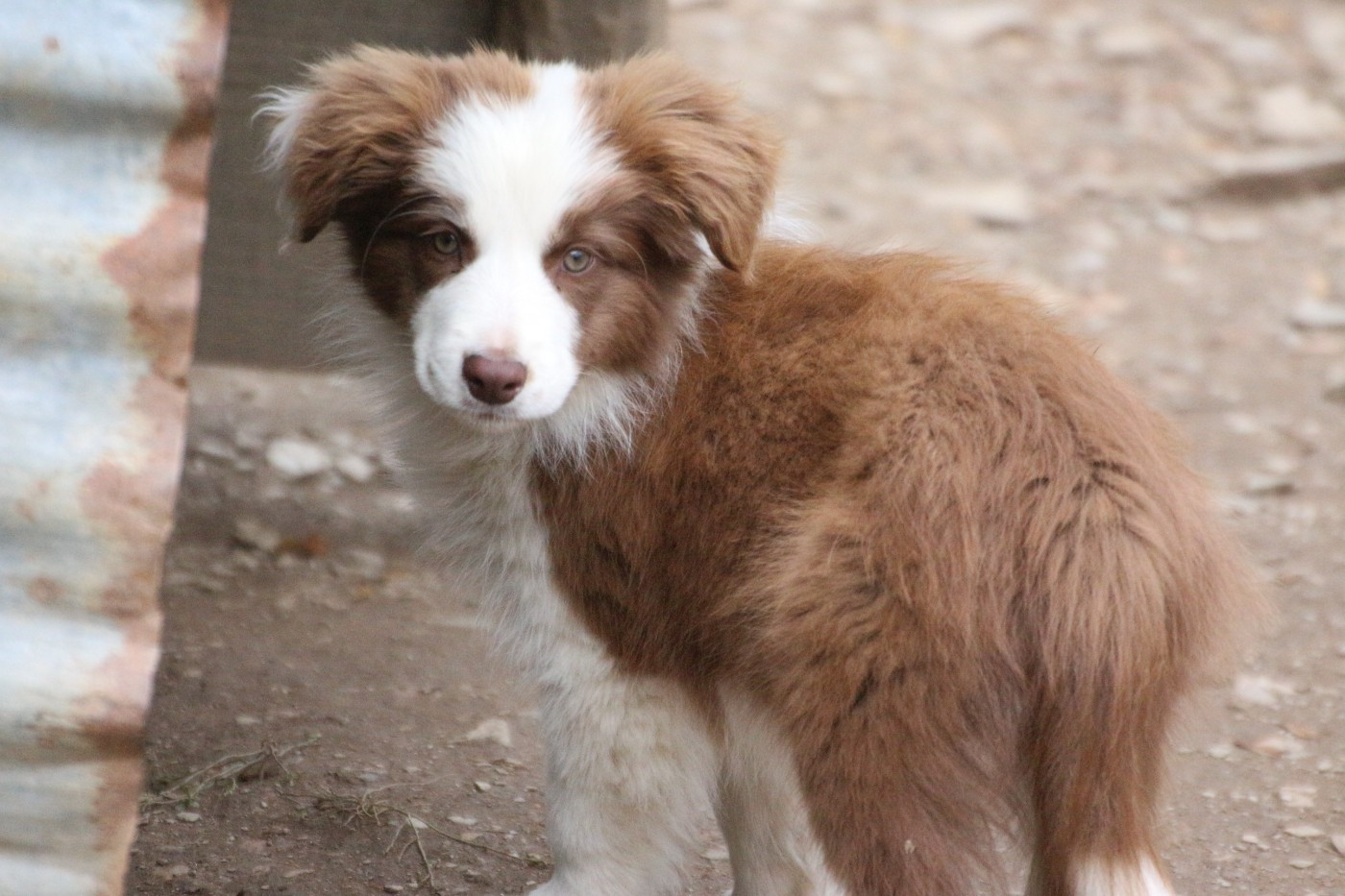 Herds Of Scotland - Chiots disponibles - Border Collie