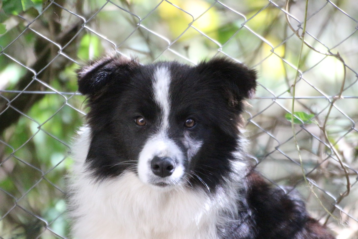 Herds Of Scotland - Chiots disponibles - Border Collie
