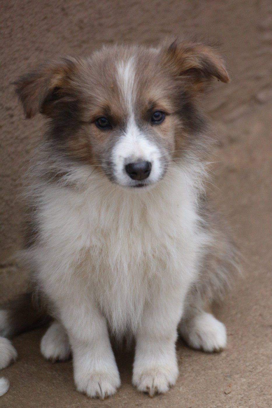 Herds Of Scotland - Chiots disponibles - Border Collie