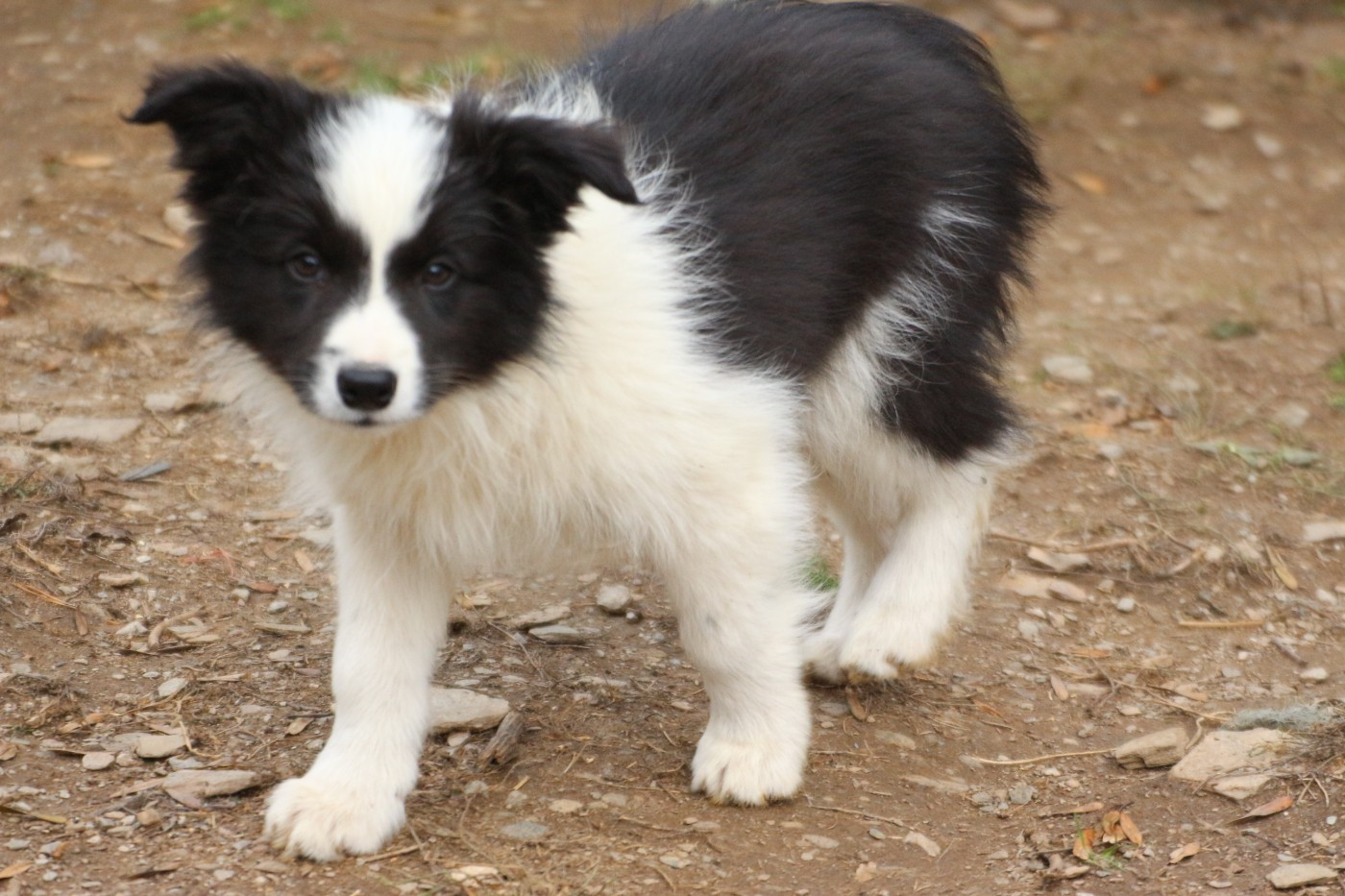 Herds Of Scotland - Chiots disponibles - Border Collie