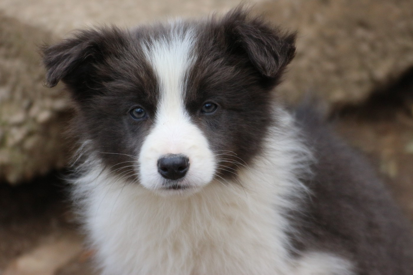Herds Of Scotland - Chiots disponibles - Border Collie