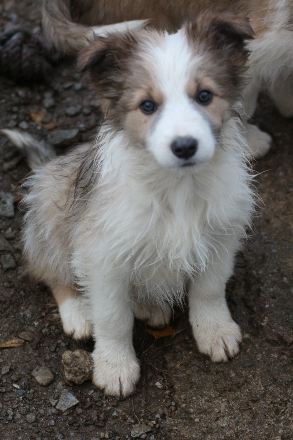 Herds Of Scotland - Chiots disponibles - Border Collie