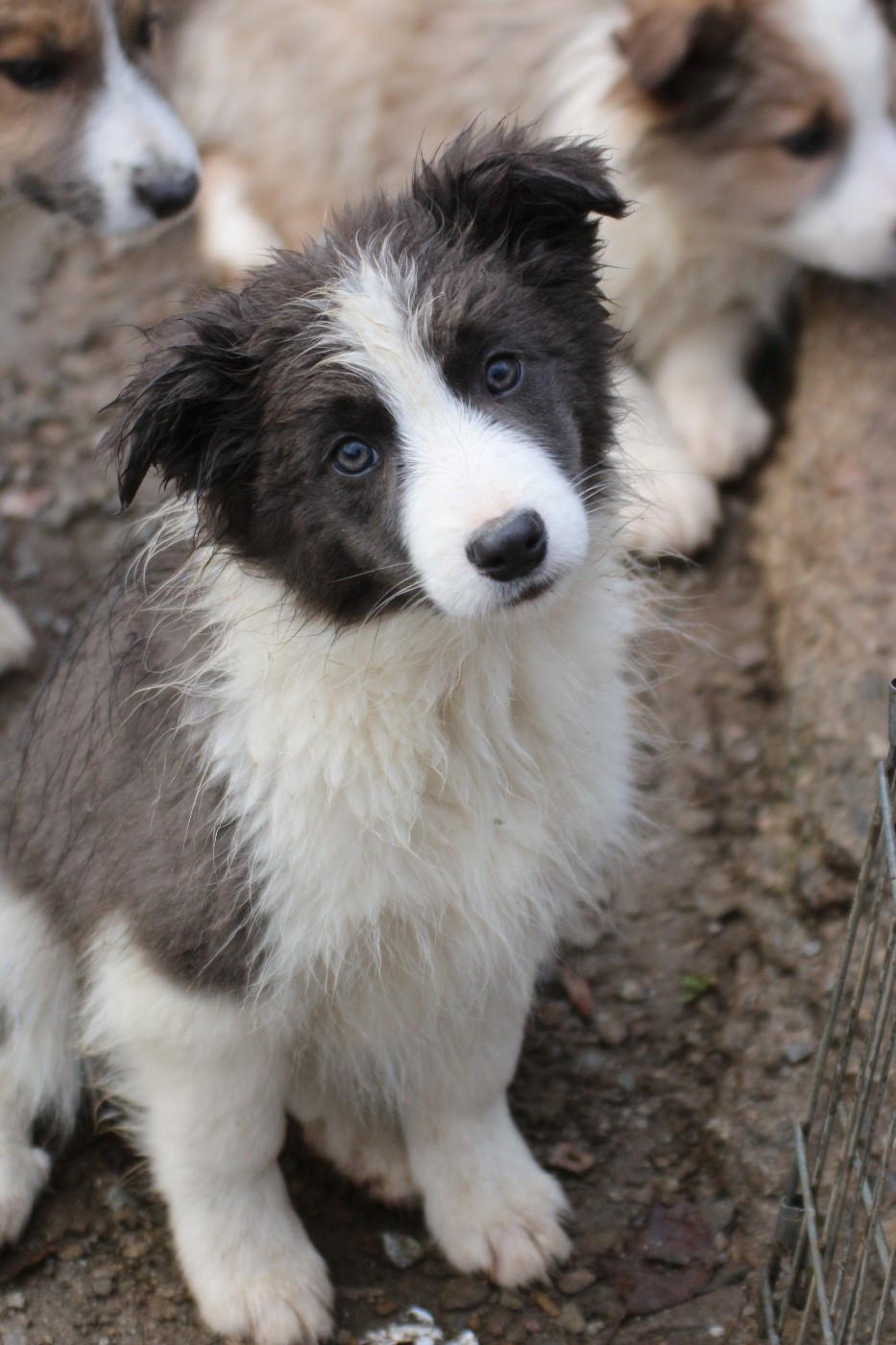 Herds Of Scotland - Chiots disponibles - Border Collie