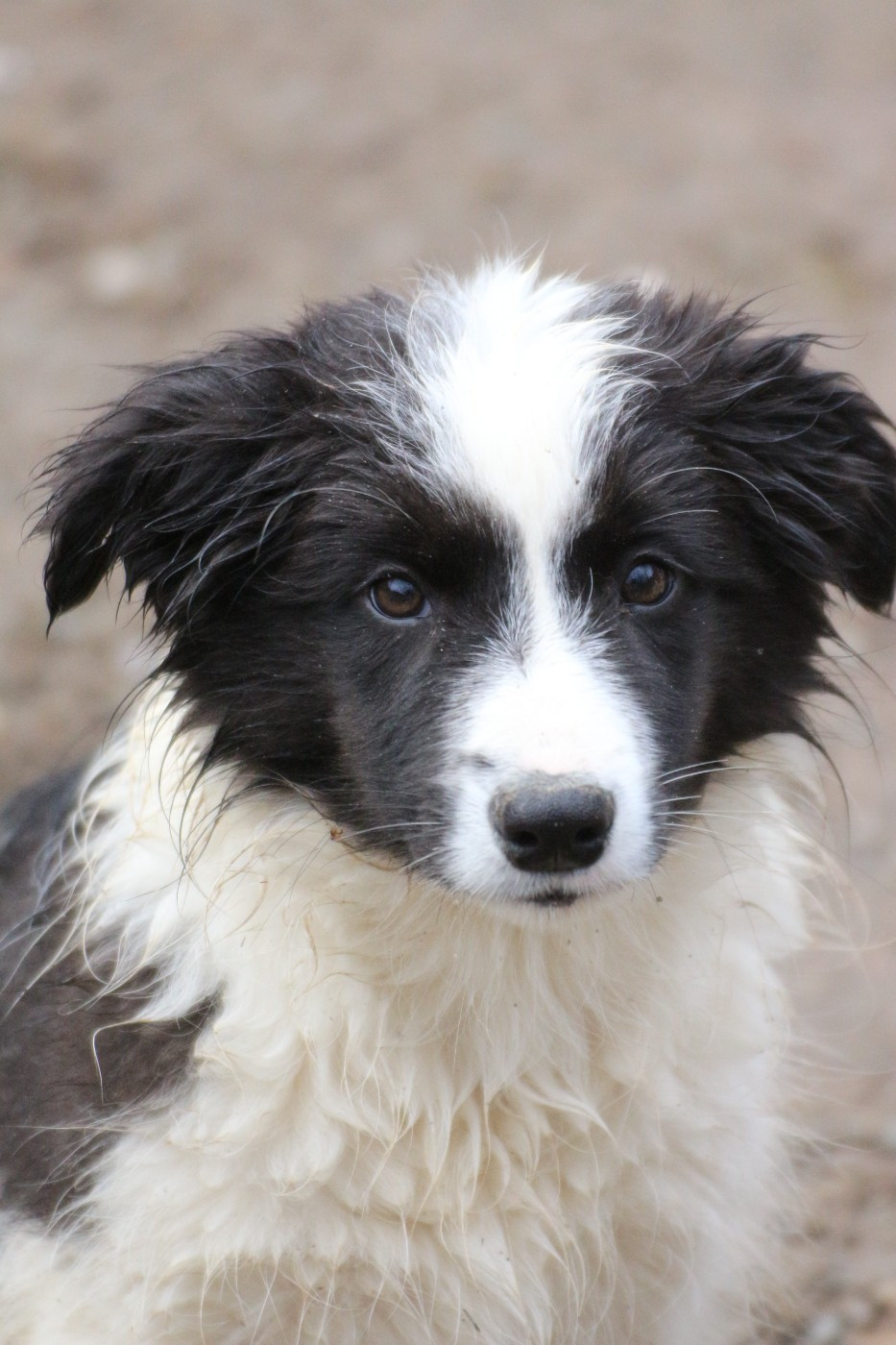 Herds Of Scotland - Chiots disponibles - Border Collie