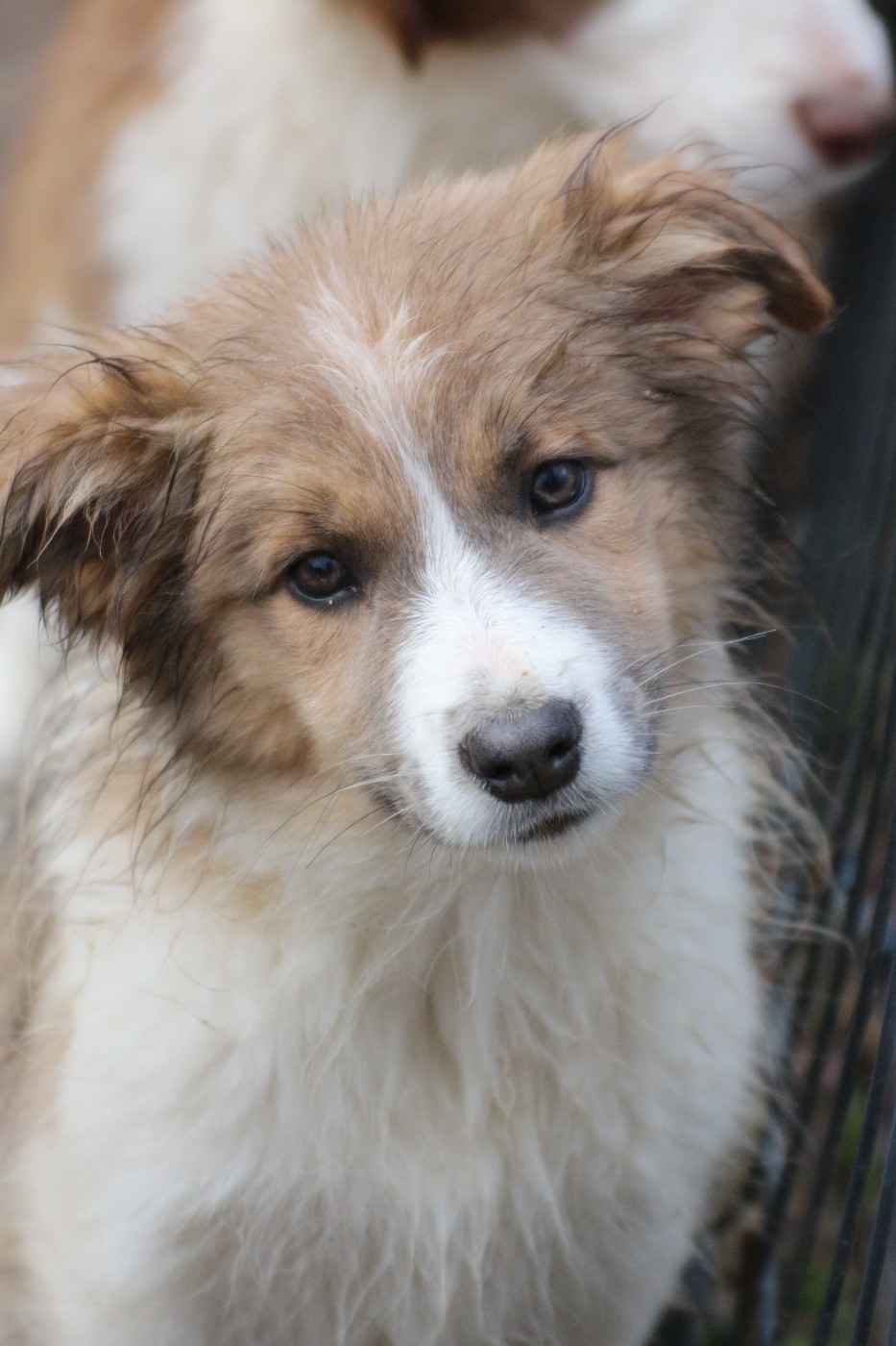 Herds Of Scotland - Chiots disponibles - Border Collie