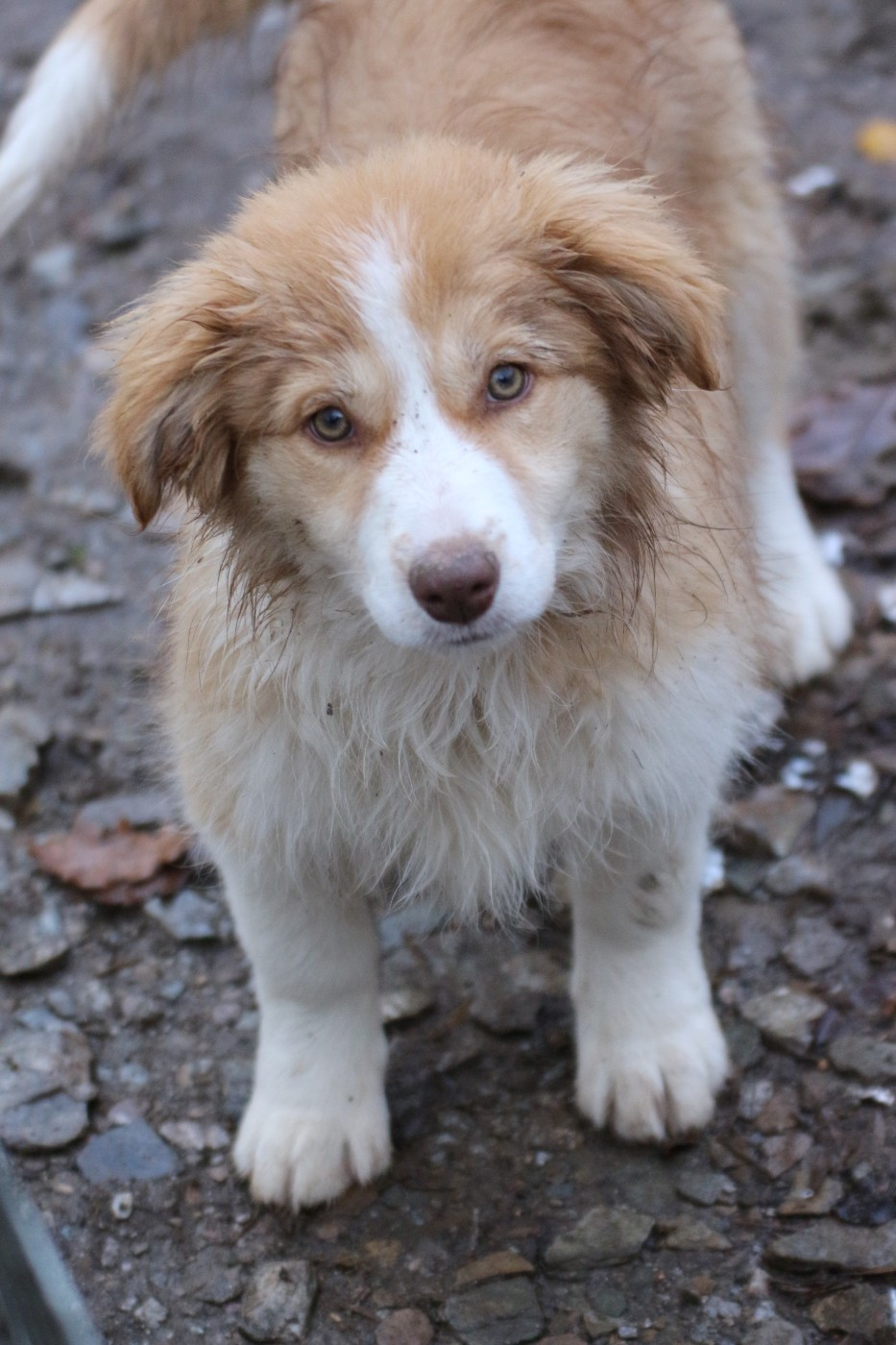 Herds Of Scotland - Chiots disponibles - Border Collie