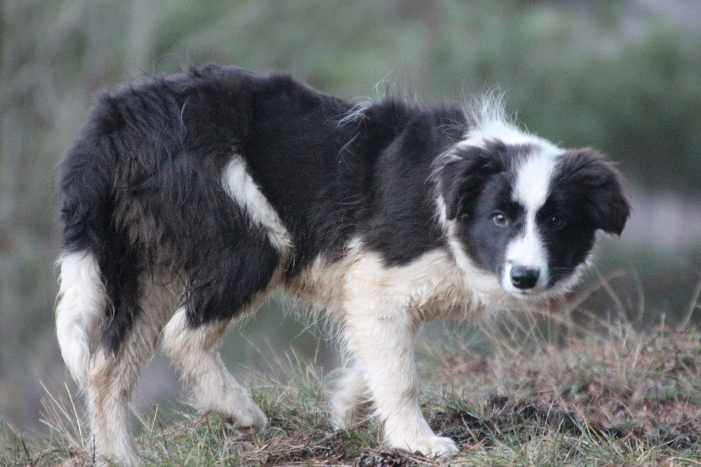 Herds Of Scotland - Chiots disponibles - Border Collie