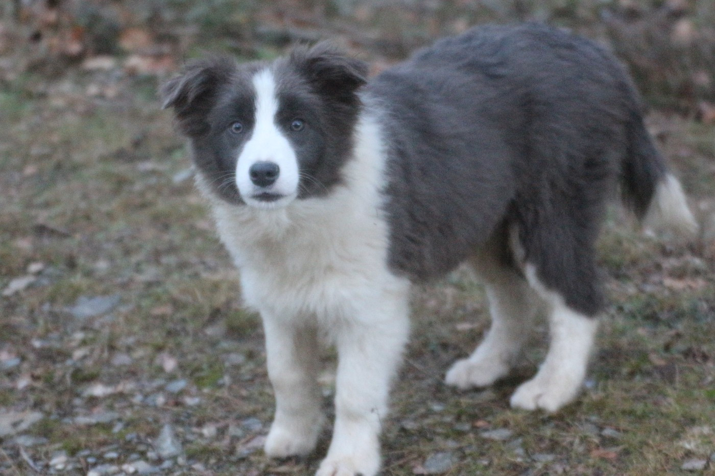 Herds Of Scotland - Chiots disponibles - Border Collie