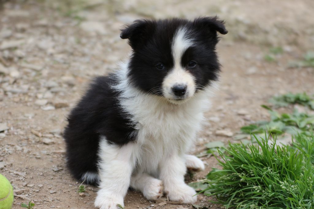 Herds Of Scotland - Chiots disponibles - Border Collie