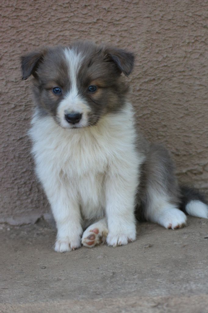 Herds Of Scotland - Chiots disponibles - Border Collie