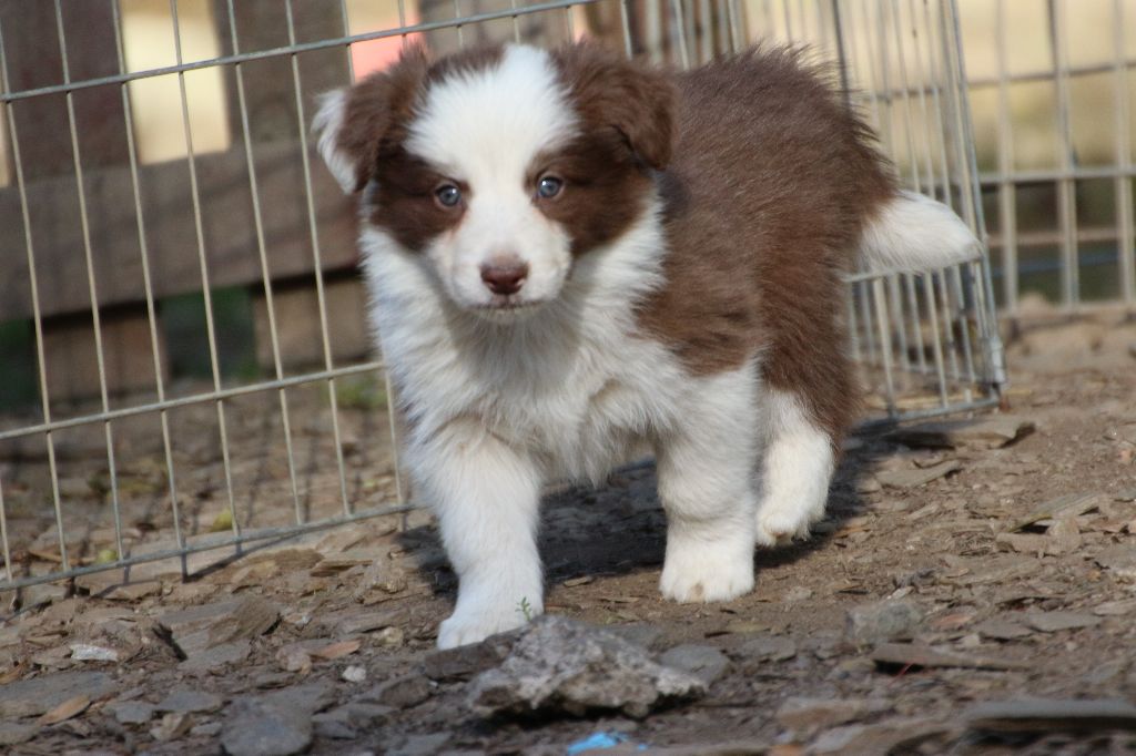 Herds Of Scotland - Chiots disponibles - Border Collie