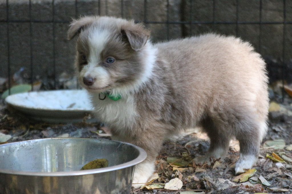 Herds Of Scotland - Chiots disponibles - Border Collie