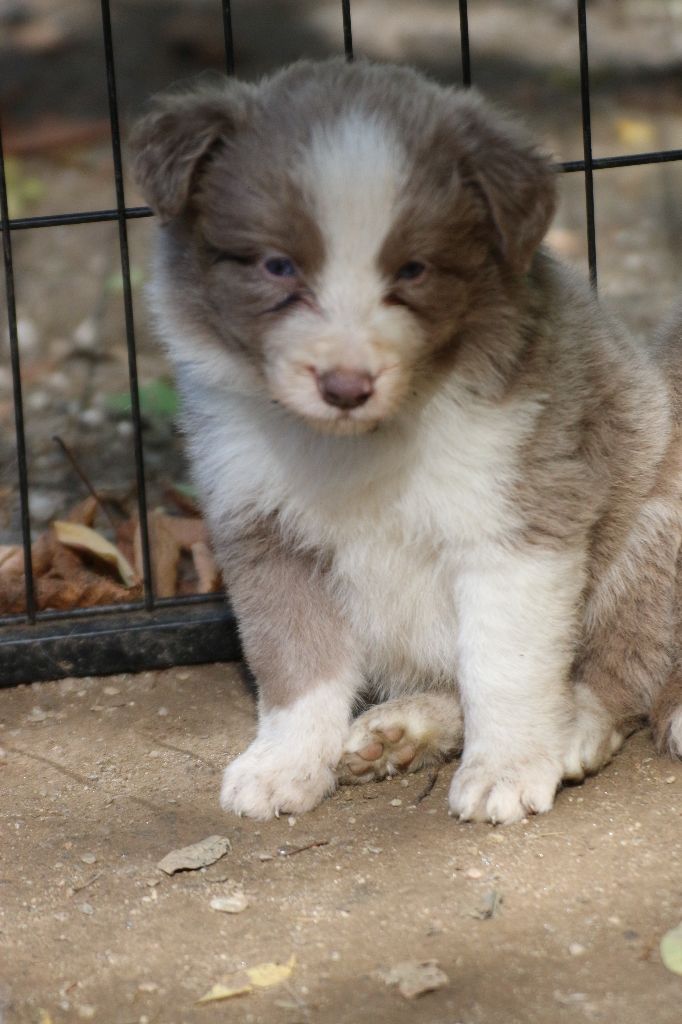 Herds Of Scotland - Chiots disponibles - Border Collie