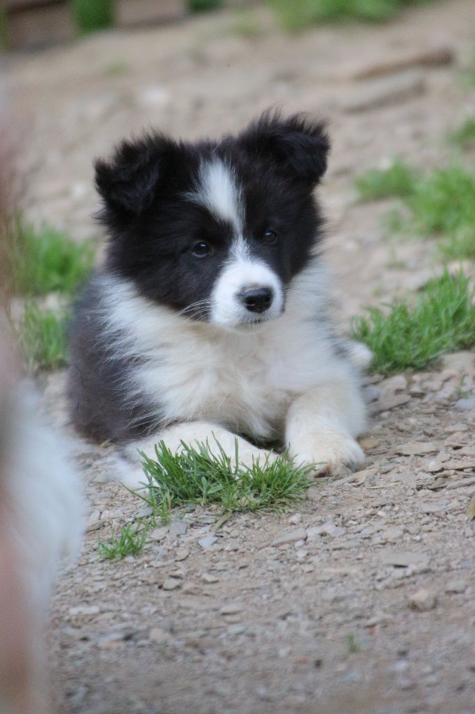 Herds Of Scotland - Chiots disponibles - Border Collie