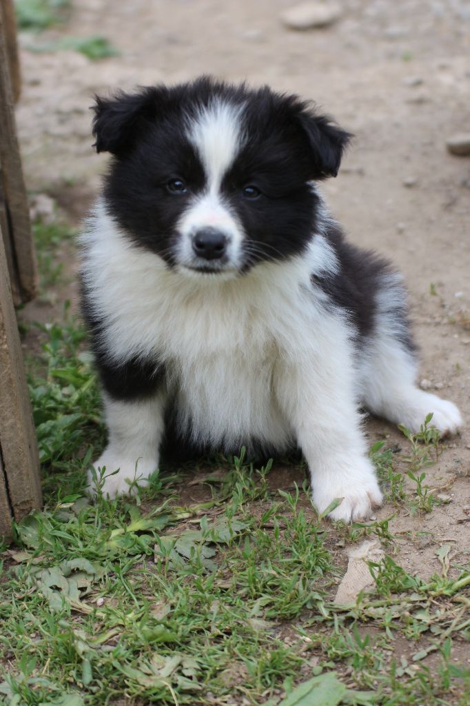 Herds Of Scotland - Chiots disponibles - Border Collie
